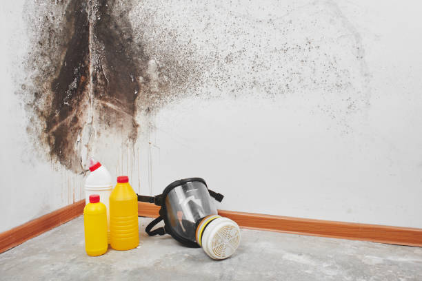 Best Mold Removal and Inspection  in Valley View, OH