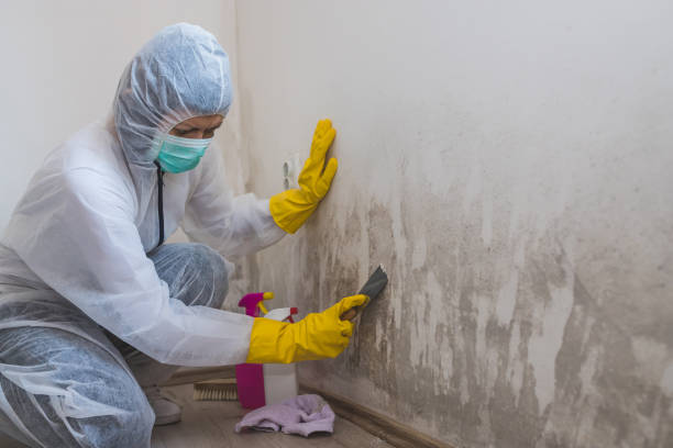 Best Professional Mold Removal  in Valley View, OH