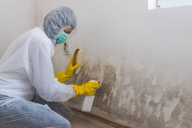 Best Toxic Mold Removal  in Valley View, OH