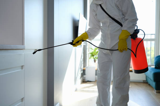 Best Same-Day Mold Removal  in Valley View, OH