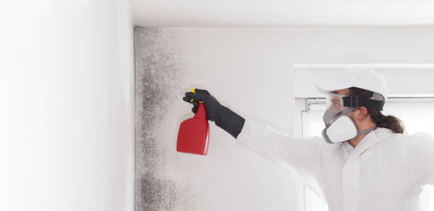 Best Mold Damage Repair  in Valley View, OH