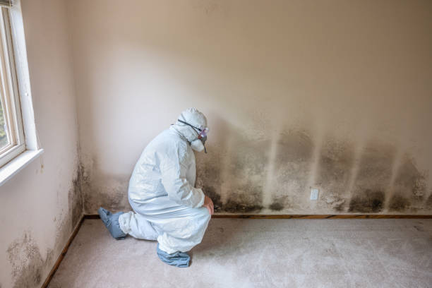 Office Mold Removal Services in Valley View, OH