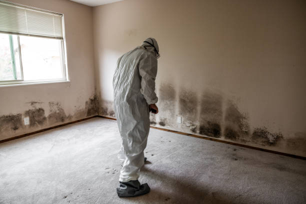 Best Commercial Mold Removal  in Valley View, OH