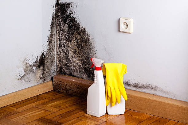 Home Mold Removal in Valley View, OH